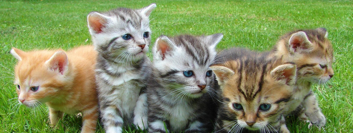 Immagine: animale_domesticop